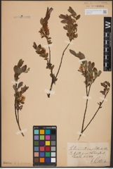 Foto von Salix aurita L. x Salix myrtilloides L.